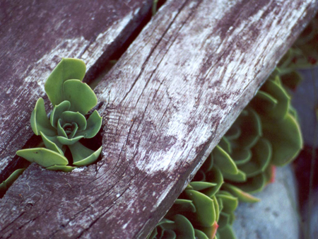 Sempervivum under Seat